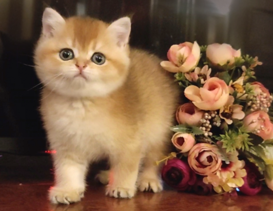 Золотой британский котенок Донецк