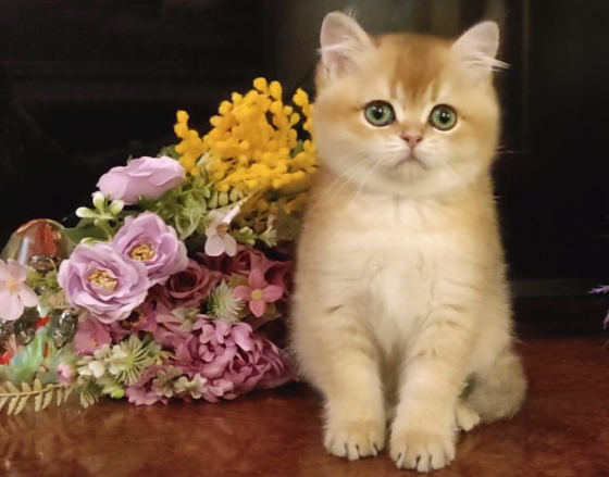 Шикарный британский котенок Луганск