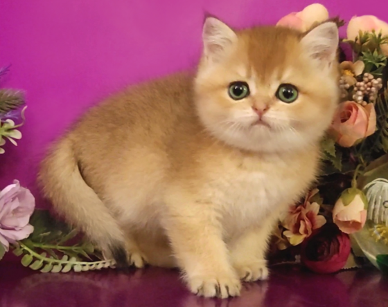Плюшевый британский котик Бердянск