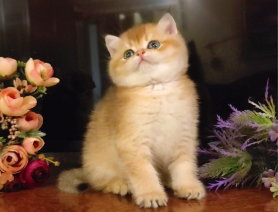 Шикарный золотой британский мальчик Мелитополь
