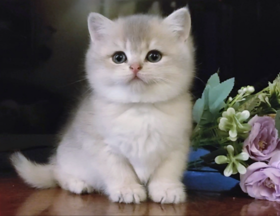 Британский котенок - нежная девочка Бердянск