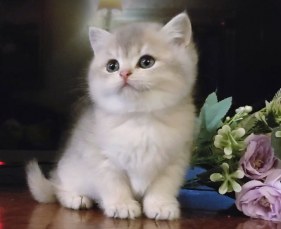 Британский котенок - нежная девочка Бердянск