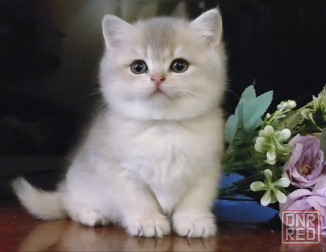 Британский котенок - нежная девочка Бердянск - изображение 1