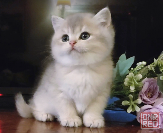 Британский котенок - нежная девочка Бердянск - изображение 2