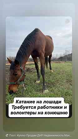 Лошадь катание обучение Макеевка Макеевка