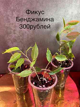 Домашние растения Донецк