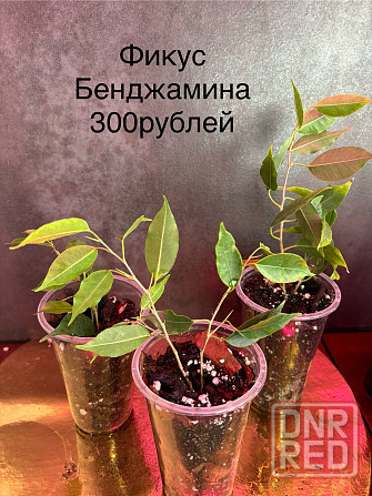 Домашние растения Донецк - изображение 3