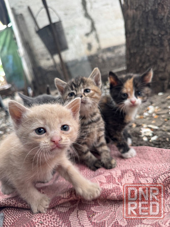 Котята крысоловы Макеевка - изображение 1