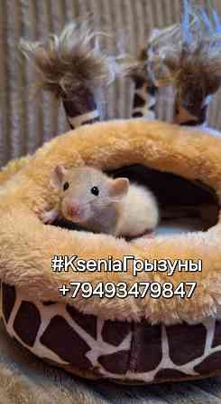 Крысята милые ручные малыши не кусаться Донецк