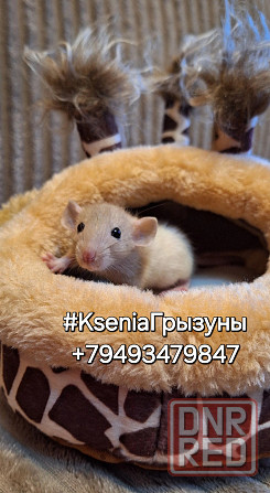 Крысята милые ручные малыши не кусаться Донецк - изображение 3