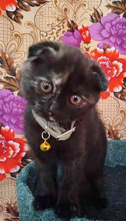 Шотландская кошечка Донецк