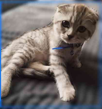 Шотландские котята Донецк