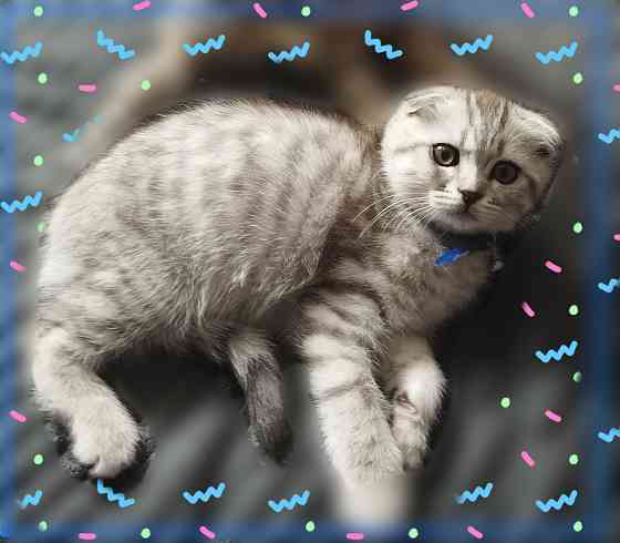 Шотландские котята Донецк