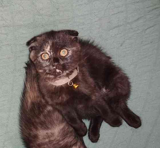 Шотландские котята Донецк