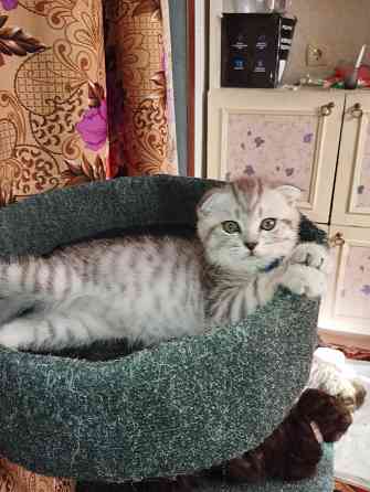 Шотландские котята Донецк