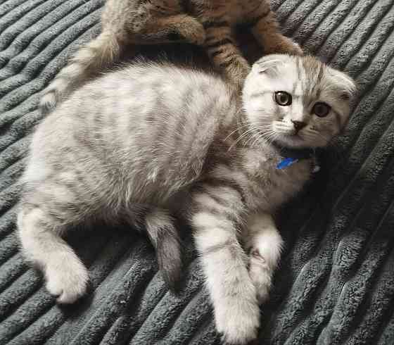 Шотландские котята Донецк