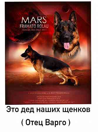 Чистопородные щенки немецкой овчарки Донецк