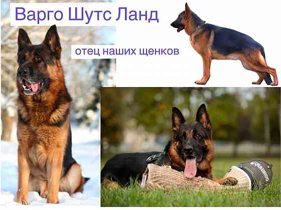Чистопородные щенки немецкой овчарки Донецк