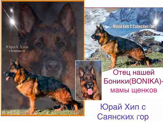 Чистопородные щенки немецкой овчарки Донецк