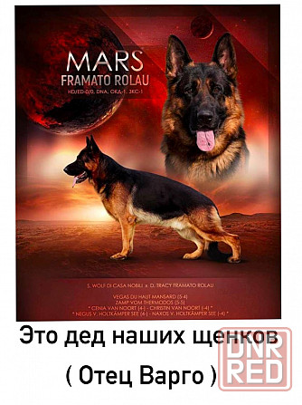 Чистопородные щенки немецкой овчарки Донецк - изображение 5