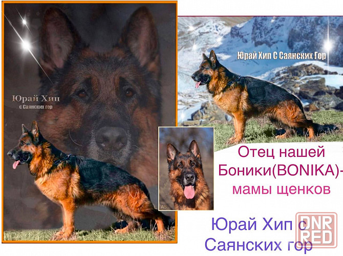 Чистопородные щенки немецкой овчарки Донецк - изображение 4