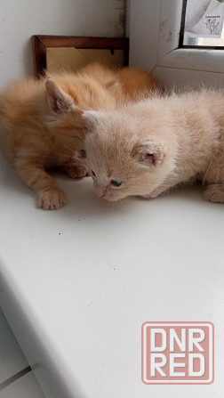 Котята Горловка - изображение 3