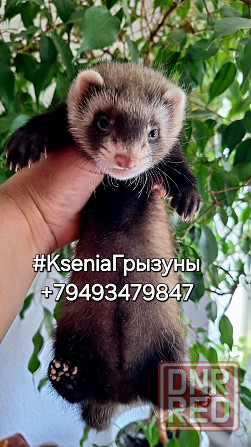 Хорьки декоративные Донецк - изображение 2