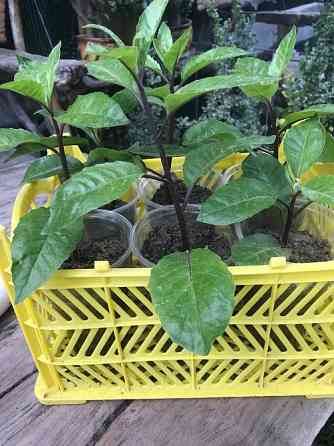 Джинура!!! очень очень полезное растение! Донецк