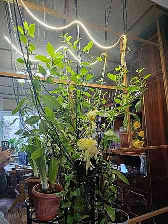 Джинура!!! очень очень полезное растение! Донецк