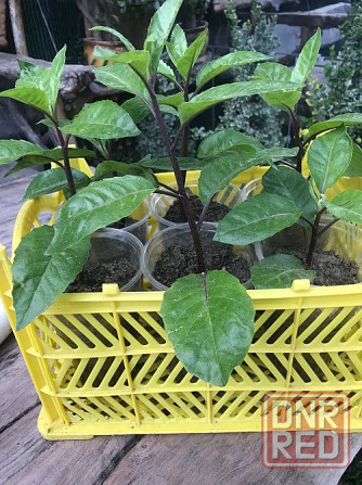 Джинура!!! очень очень полезное растение! Донецк - изображение 1