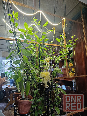 Джинура!!! очень очень полезное растение! Донецк - изображение 2