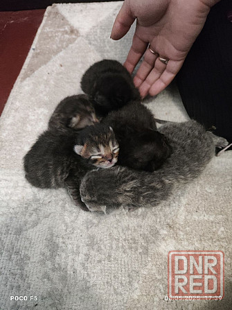Котята Макеевка - изображение 1