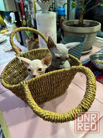 Котята сфинкс (дорого) Макеевка - изображение 3