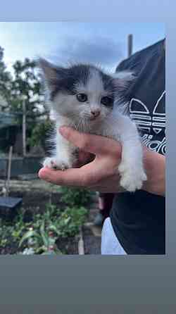 Котята ищут дом Макеевка