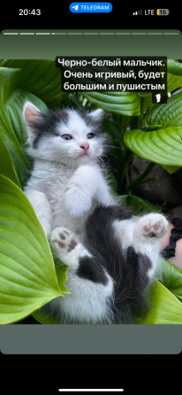 Котята ищут дом Макеевка