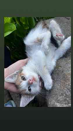 Котята ищут дом Макеевка