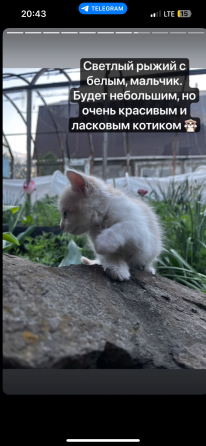 Котята ищут дом Макеевка
