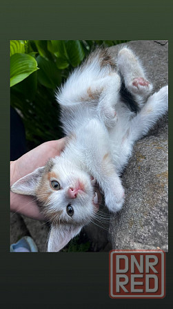 Котята ищут дом Макеевка - изображение 2