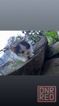 Котята ищут дом Макеевка - изображение 4