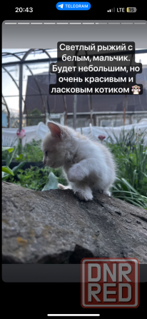 Котята ищут дом Макеевка - изображение 6