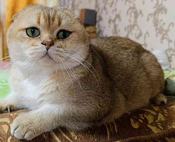 Шотландский вислоухий кот на вязку Донецк
