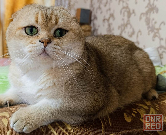 Шотландский вислоухий кот на вязку Донецк - изображение 2