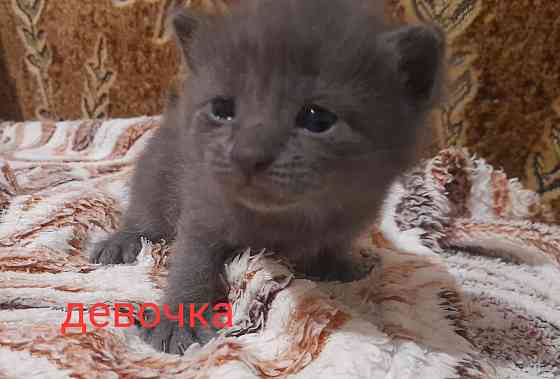 Отдаем котят в добрые руки. Срочно!! Донецк