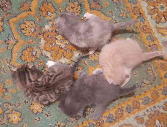 Отдаем котят в добрые руки. Срочно!! Донецк