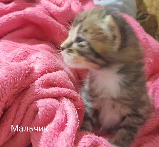 Отдаем котят в добрые руки. Срочно!! Донецк