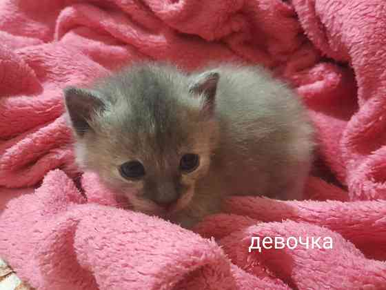 Отдаем котят в добрые руки. Срочно!! Донецк