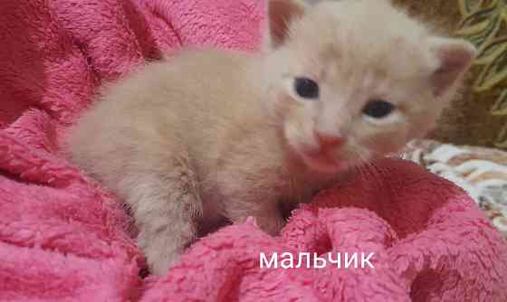 Отдаем котят в добрые руки. Срочно!! Донецк