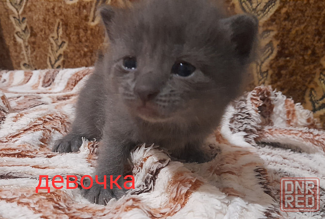 Отдаем котят в добрые руки. Срочно!! Донецк - изображение 6