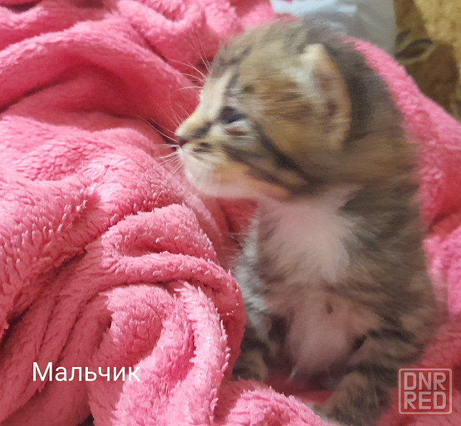 Отдаем котят в добрые руки. Срочно!! Донецк - изображение 3