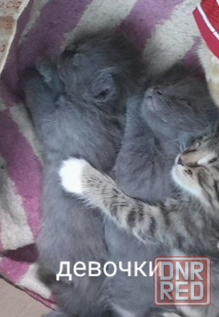 Срочно!! Красивые девочки котята в добрые руки!!! Донецк - изображение 7